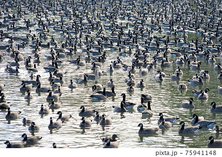 シジュウカラガンの群れ 75941148