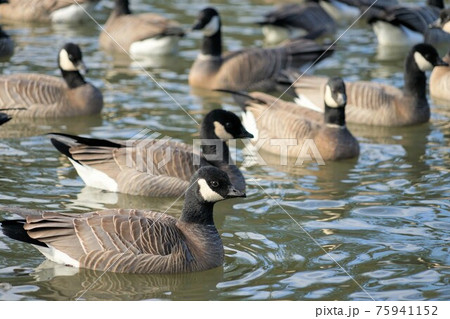シジュウカラガンの群れ 75941152