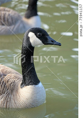 シジュウカラガン 75941157