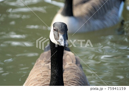 シジュウカラガン 75941159