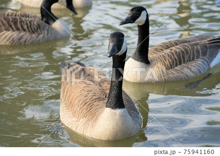 シジュウカラガン 75941160