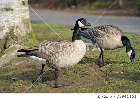 シジュウカラガン 75941161