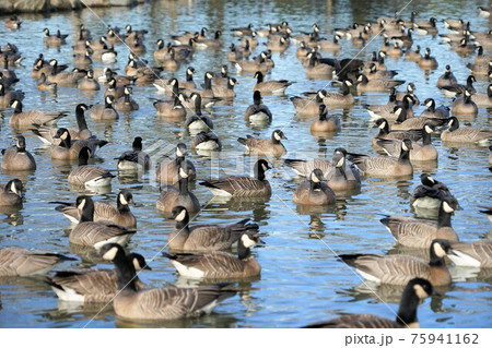 シジュウカラガンの群れ 75941162