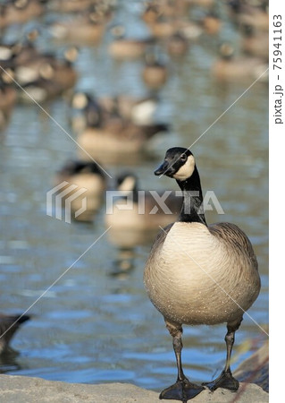 シジュウカラガン 75941163