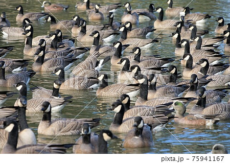 シジュウカラガンの群れ 75941167