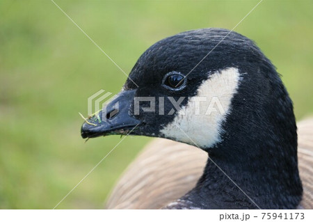 シジュウカラガンの群れ 75941173