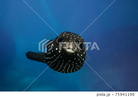 サザナミフグ 幼魚 フグ サザナミフグ 幼魚 フグ 75941190