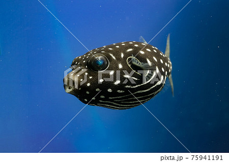 サザナミフグ　幼魚　フグ 75941191