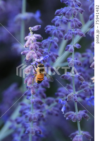 Vertical view of Western honey bee, Apis mellifera, on Russian Sage, Perovskia atriplicifolia 75941482