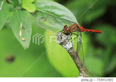 Male Ruby Meadowhawk dragonfly, Sympetrum rubicundulum, on a twig Male Ruby Meadowhawk dragonfly, Sympetrum rubicundulum, on a twig 75941485