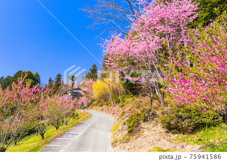 花桃の里 散歩道 花桃の里 散歩道 75941586