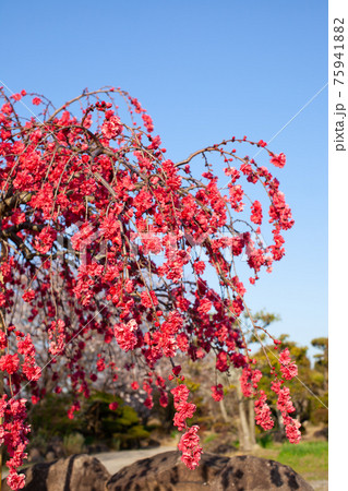 赤いハナモモの木 75941882