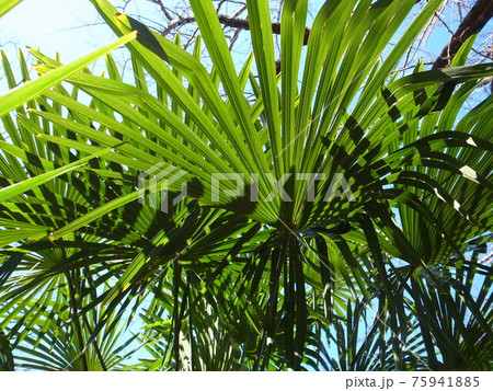 木の葉のシルエット 75941885