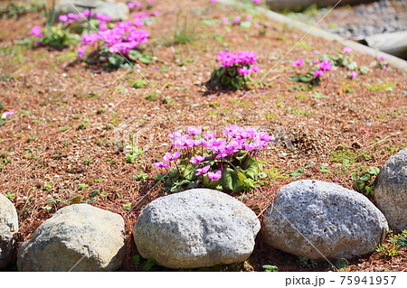 シクラメンの花　コウム 75941957