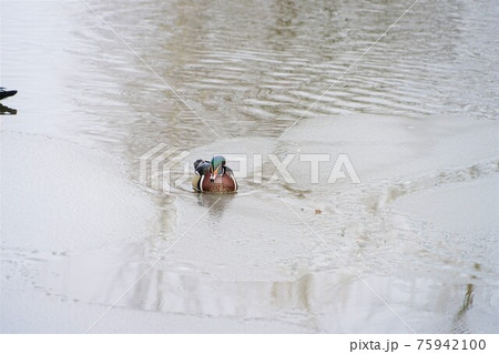 アメリカオシドリ アメリカオシドリ 75942100
