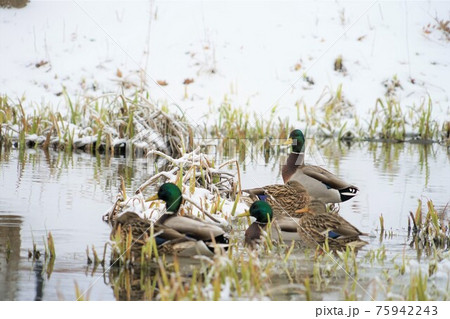 マガモ マガモ 75942243
