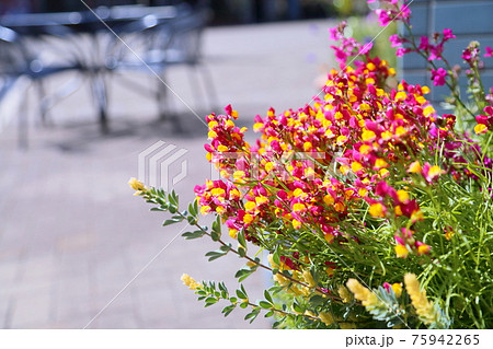 ヒメキンギョソウの花 75942265