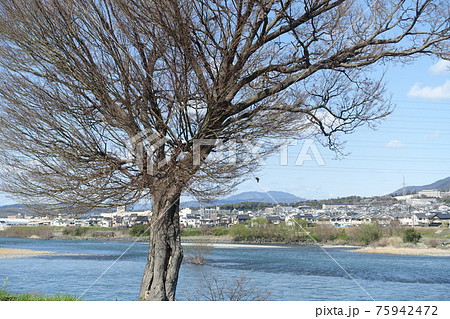 宇治川からの風景 宇治市山間の景観 宇治川からの風景 宇治市山間の景観 75942472