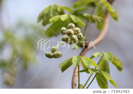 植物のつぼみ 植物のつぼみ 75942485