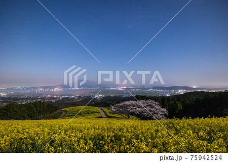 《長崎県 白木峰高原》月光下の満開の桜と菜の花 《長崎県 白木峰高原》月光下の満開の桜と菜の花 75942524