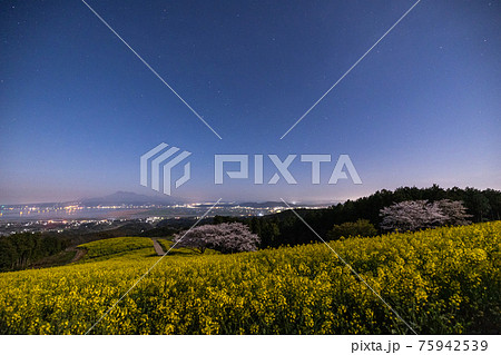 《長崎県 白木峰高原》月光下の満開の桜と菜の花 75942539