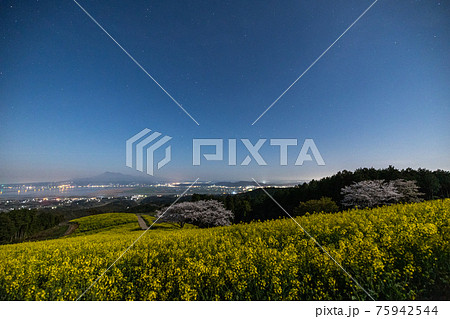 《長崎県 白木峰高原》さそり座と満開の桜と菜の花 75942544