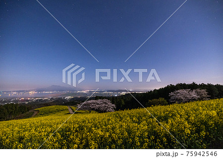 《長崎県 白木峰高原》白木峰高原の満開の桜と菜の花 《長崎県 白木峰高原》白木峰高原の満開の桜と菜の花 75942546