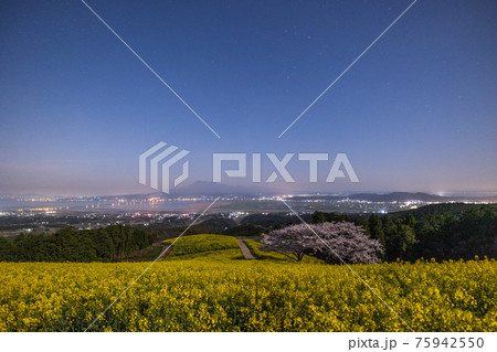 《長崎県 白木峰高原》月光下の満開の桜と菜の花 75942550