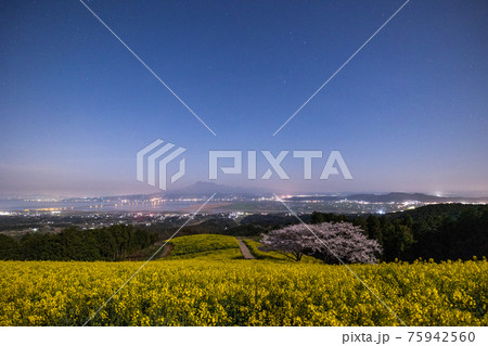 《長崎県 白木峰高原》夜景と満開の桜と菜の花 75942560