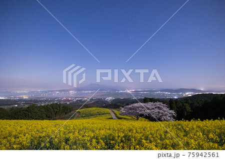 《長崎県 白木峰高原》月光下の満開の桜と菜の花 75942561