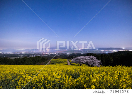 《長崎県 白木峰高原》月光下の満開の桜と菜の花 《長崎県 白木峰高原》月光下の満開の桜と菜の花 75942578