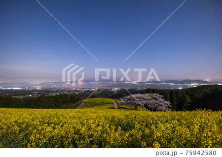 《長崎県 白木峰高原》月光下の満開の桜と菜の花 75942580