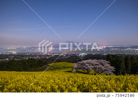 《長崎県 白木峰高原》月光下の満開の桜と菜の花 75942586
