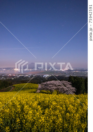 《長崎県 白木峰高原》月光下の満開の桜と菜の花 75942591