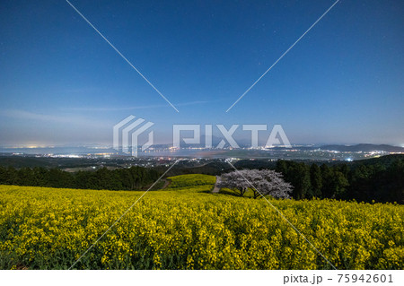 《長崎県 白木峰高原》月光下の満開の桜と菜の花 75942601