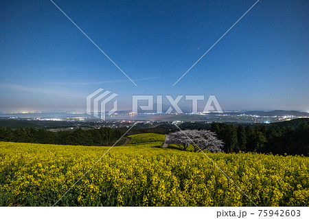 《長崎県 白木峰高原》月光下の満開の桜と菜の花 75942603