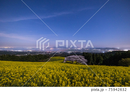 《長崎県 白木峰高原》菜の花畑と桜と美しい景色が広がる白木峰高原 75942632