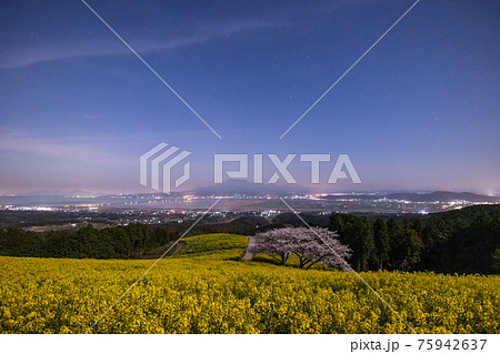 《長崎県 白木峰高原》月光下の満開の桜と菜の花 75942637