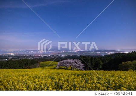 《長崎県 白木峰高原》月光下の満開の桜と菜の花 75942641