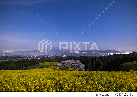 《長崎県 白木峰高原》月光下の満開の桜と菜の花 75942646