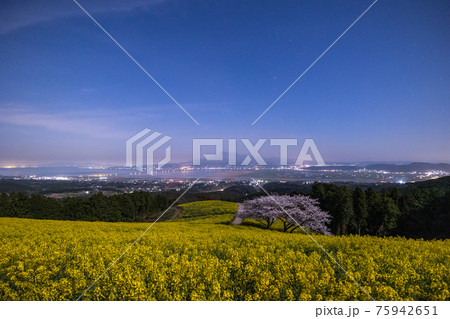 《長崎県 白木峰高原》月光下の満開の桜と菜の花 75942651