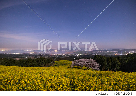 《長崎県 白木峰高原》月光下の満開の桜と菜の花 75942653