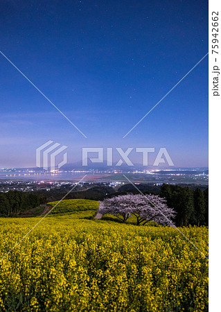 《長崎県 白木峰高原》月光下の満開の桜と菜の花 《長崎県 白木峰高原》月光下の満開の桜と菜の花 75942662
