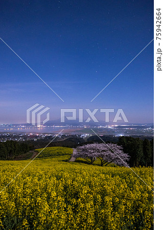 《長崎県 白木峰高原》月光下の満開の桜と菜の花 75942664