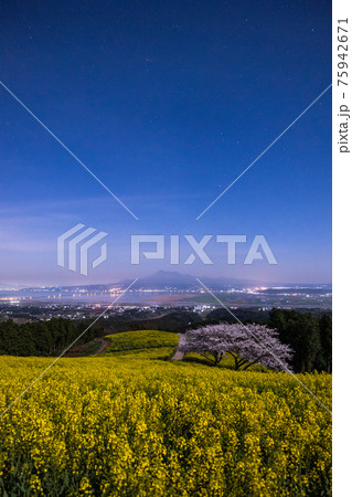 《長崎県 白木峰高原》月光下の満開の桜と菜の花 《長崎県 白木峰高原》月光下の満開の桜と菜の花 75942671