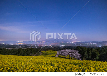 《長崎県 白木峰高原》月光下の満開の桜と菜の花 75942677
