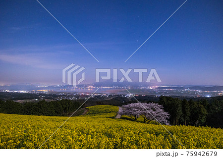 《長崎県 白木峰高原》月光下の満開の桜と菜の花 75942679