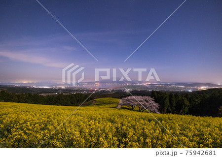 《長崎県 白木峰高原》月光下の満開の桜と菜の花 75942681