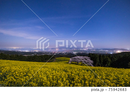 《長崎県 白木峰高原》月光下の満開の桜と菜の花 《長崎県 白木峰高原》月光下の満開の桜と菜の花 75942683