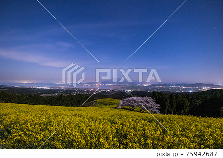 《長崎県 白木峰高原》月光下の満開の桜と菜の花 75942687